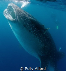 30ft Whale shark feeding whilst migrating in Southern Belize by Polly Alford 